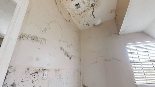 Mold Removal for HVAC Installations